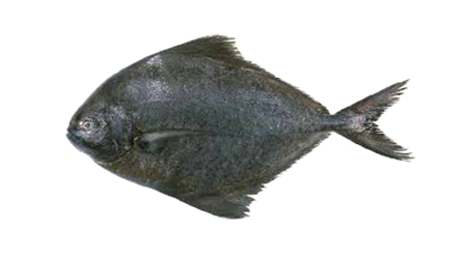 Black Pomfret
